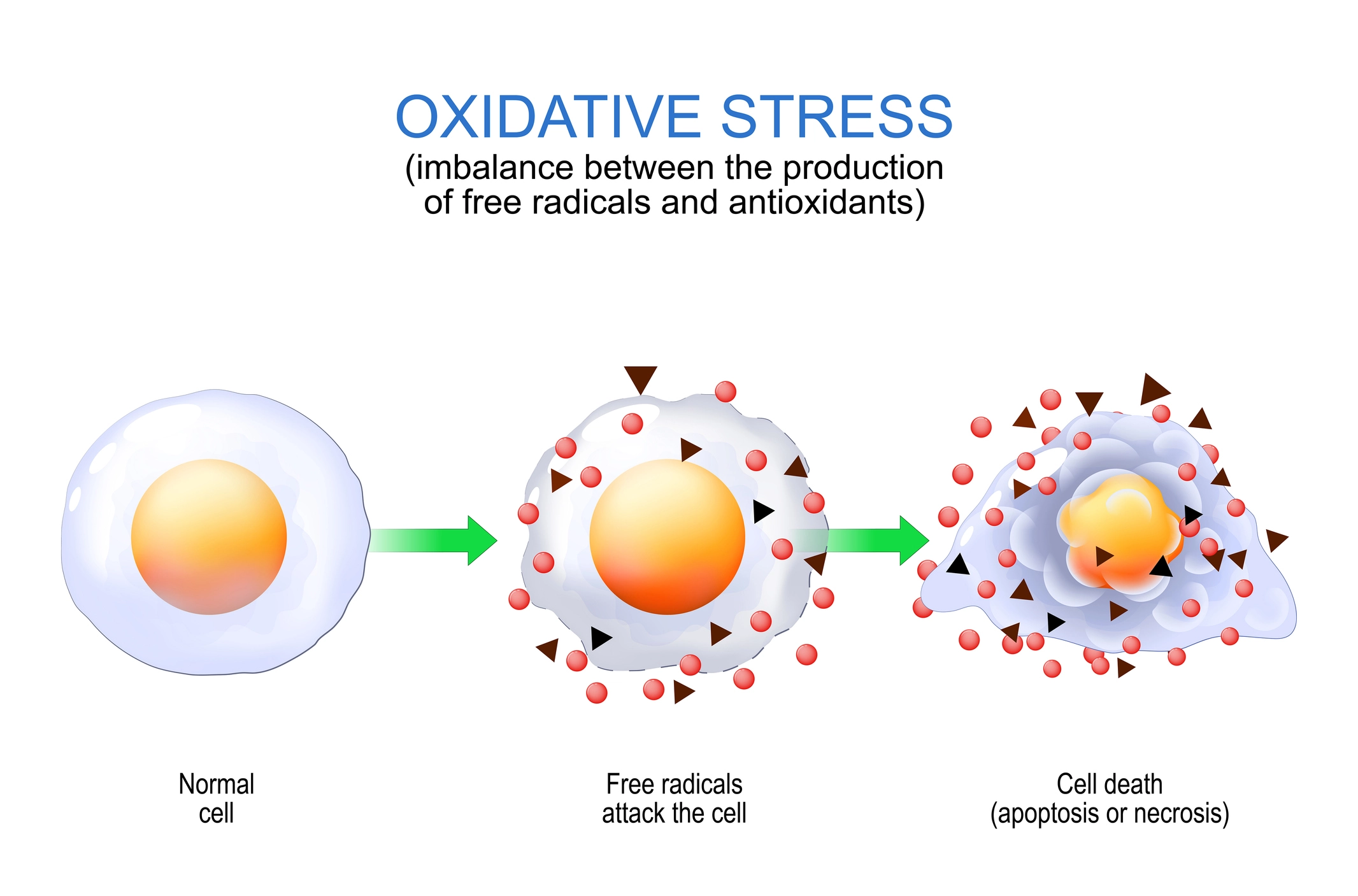 Free Radicals, Oxidative Stress, and Their Effects on Human Health and Skin
